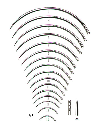 MUSCULAR AND SKIN SUTURE, INTESTINAL SUTURE